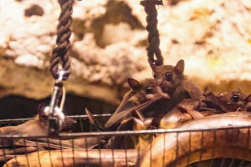 コウモリ コウモリの写真