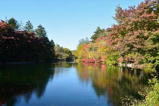紅葉 長野 紅葉 長野 長野,湖,秋の写真素材