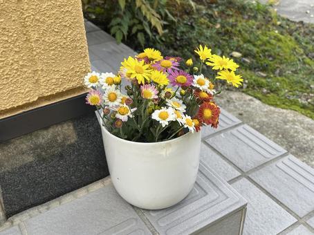 菊の花 菊,花,秋の写真素材