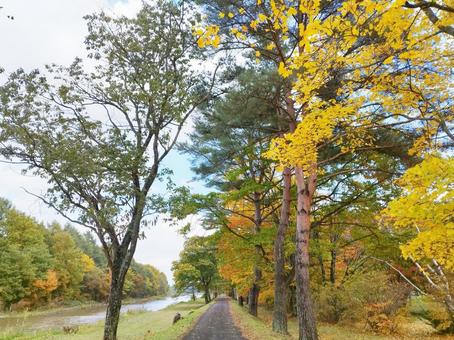 川沿いの黄色い紅葉と道 自然,10月,11月の写真素材