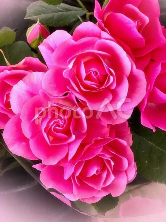鮮やかピンク色の薔薇２ 薔薇,バラ,ローズの写真素材