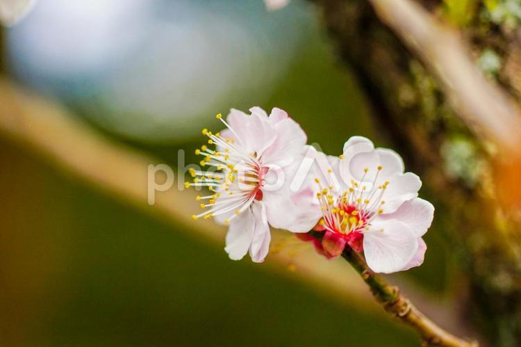 美しい坂本八幡宮の梅の花 梅の花,梅,花の写真素材