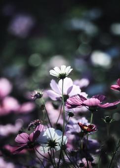 さよなら…、秋桜（コスモス） コスモス,秋桜,コスモス畑の写真素材