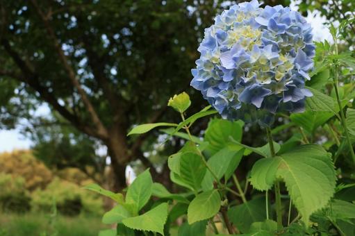 アジサイ 12 緑,色,カラフルの写真素材