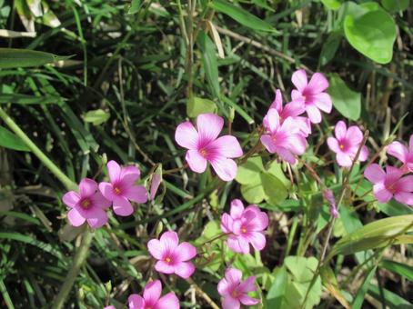 畑の脇に咲く可憐なイモカタバミの花 畑の脇に咲く可憐なイモカタバミの花 イモカタバミ,花,植物の写真素材