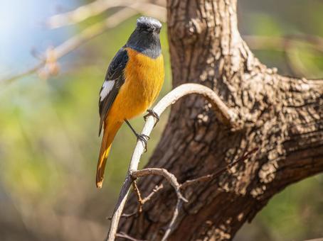 照片, 黄尾鸲, 乔比奥, 雄性daurian redstart, 
