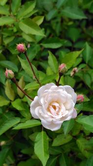 白バラ バラ,ローズ,薔薇の写真素材