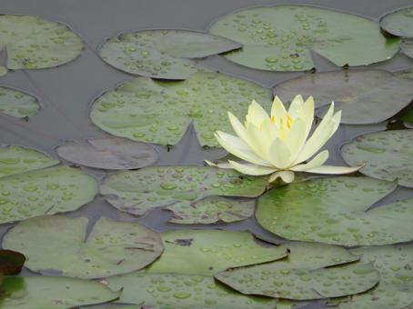 Pale yellow water lily, JPG