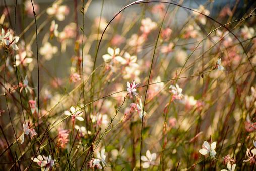 秋のガウラ（ハクチョウソウ） ガウラ,花,ハクチョウソウの写真素材