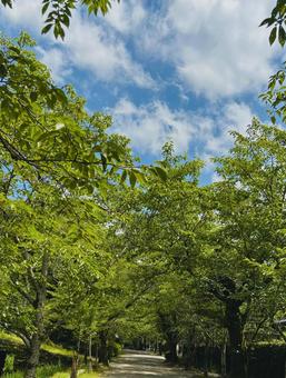 秋月夏空 秋月夏空 秋月,福岡県,夏の写真素材