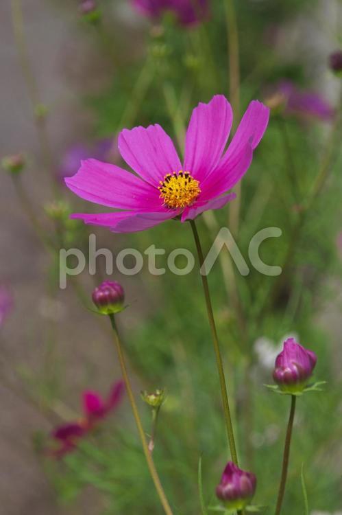風に揺れるコスモス コスモス,花,秋の写真素材