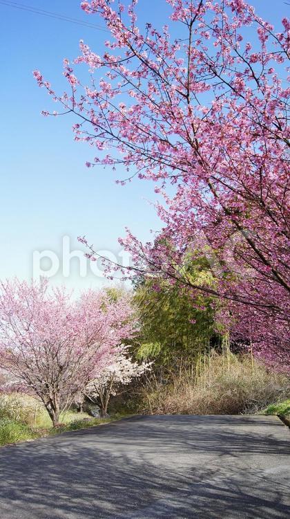 早咲き桜-522 桜,早咲き桜,ピンクの写真素材