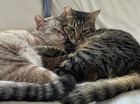 仲良し 仲良し ねこ,ペット,癒しの写真素材