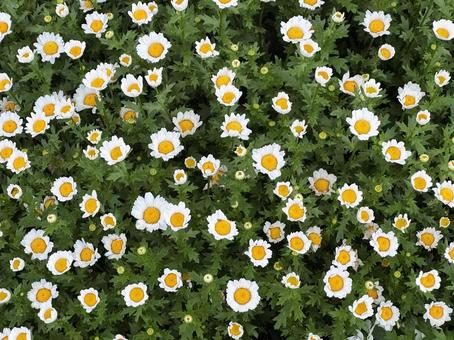 花壇 花壇の写真