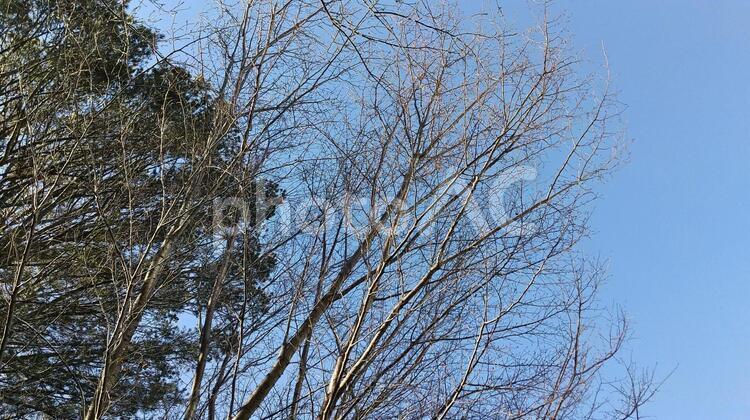 木の下から.35 木の下から,気,枝の写真素材