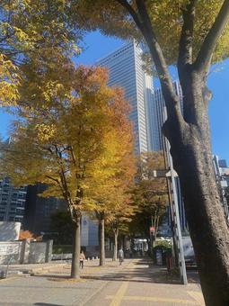 西新宿紅葉 秋,高層ビル,紅葉の写真素材