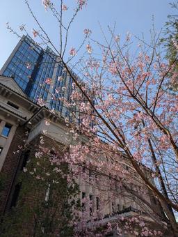 桜とビル 桜とビル 桜,ビル,春の写真素材