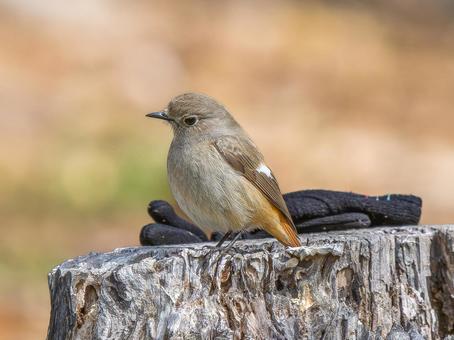 切り株にとまるジョウビタキのメス 切り株にとまるジョウビタキのメス ジョウビタキ,ジョビコ,ジョウビタキのメスの写真素材