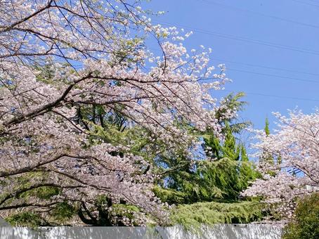桜の景色 桜の景色の写真