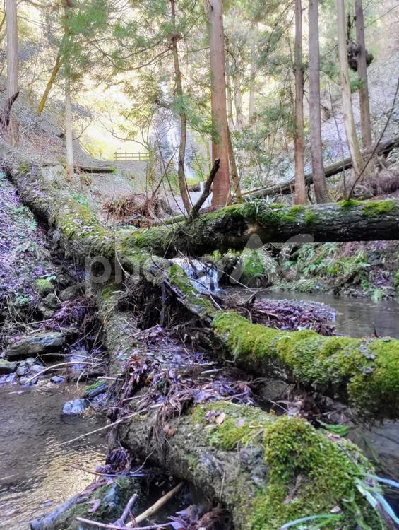 苔と朽ちた木 川,苔,苔むしたの写真素材