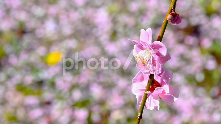 梅林公園　梅の花 梅,花,梅林の写真素材