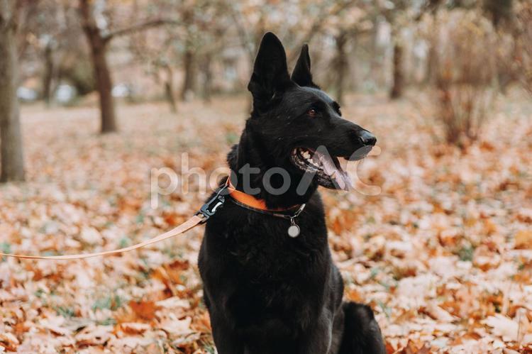 舌を出しているシェパード シェパード,犬,首輪の写真素材