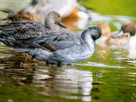 水辺のオナガガモ オナガガモ,カモ,鴨の写真素材