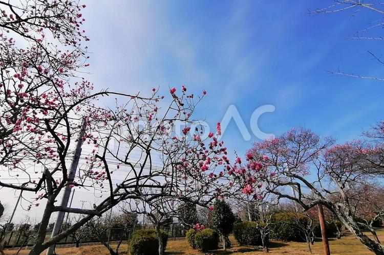 青空と満開の梅の花 木,空,自然の写真素材