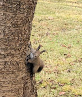 どうしたの？ りす,冬,仲良しの写真素材