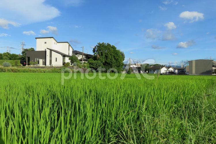 盛夏の風景 青田,稲作,夏の雲の写真素材