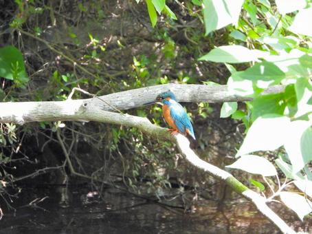 Kingfisher on a branch in the morning sun 4, JPG