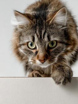 上から見下ろす猫 上から見下ろす猫の写真