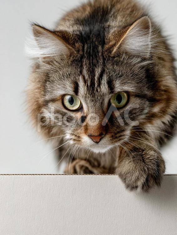 上から見下ろす猫 猫,好奇心,遊びの写真素材