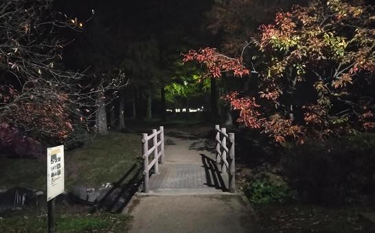 夜の公園 夜の公園の写真