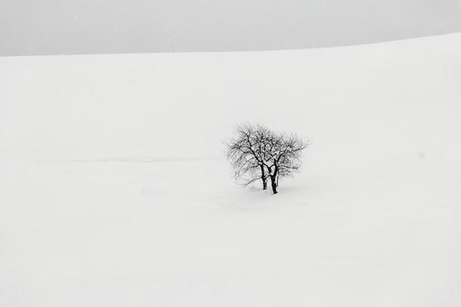 広大な雪原に佇む木が描く静寂のモノクロ 一本木,雪原,木の写真素材