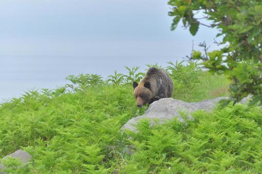 エゾヒグマ エゾヒグマ ヒグマ,知床,北海道の写真素材