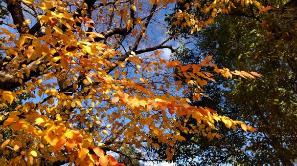 秋の見事な紅葉 秋の見事な紅葉の写真