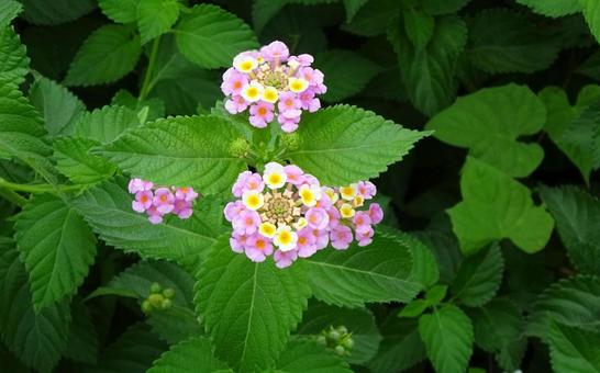 可憐に広がるランタナの花房 可憐に広がるランタナの花房の写真