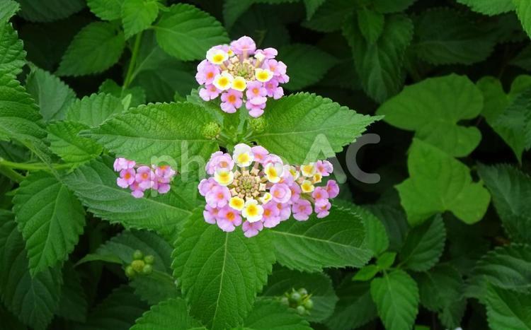 可憐に広がるランタナの花房 ランタナ,花,ピンクの写真素材