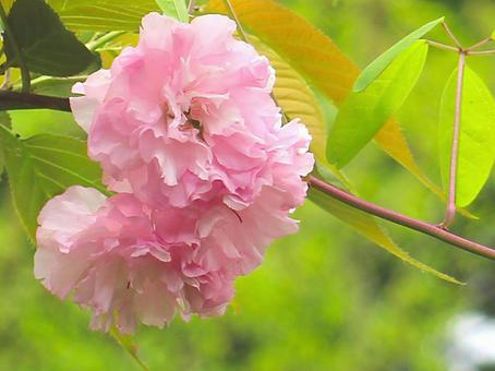 桜 桜の写真