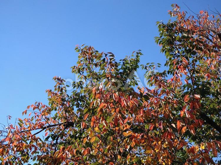 12月の木と青空3（東京） 空,木,自然の写真素材