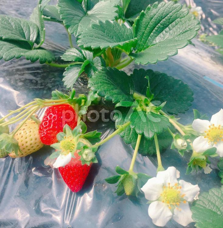 いちご狩り　苺と花 いちご狩り,いちご,ビニールハウスの写真素材