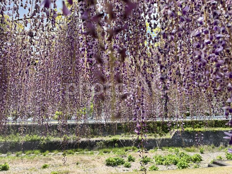 藤 藤,藤の花,藤の華の写真素材