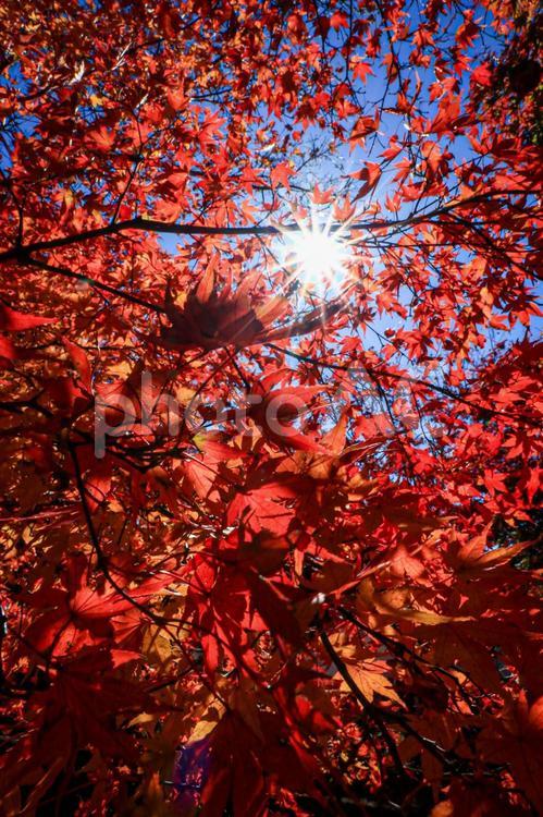 光芒と真っ赤なもみじ紅葉の風景 秋,紅葉,もみじの写真素材