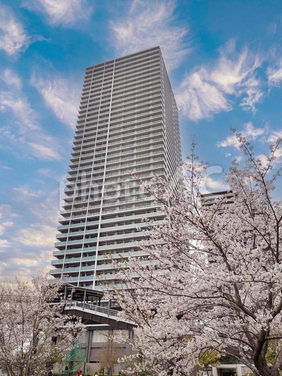 タワーマンションと桜 桜,タワーマンション,ワタマンの写真素材