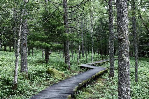 森の奥は何がある? 森の奥は何がある? 自然,風景,木の写真素材