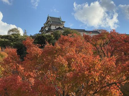 和歌山城と紅葉 和歌山城,もみじ,紅葉の写真素材