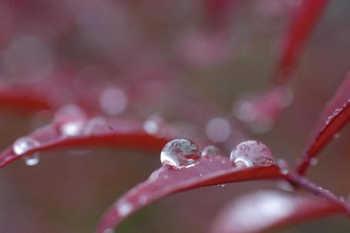 水滴 水滴の写真