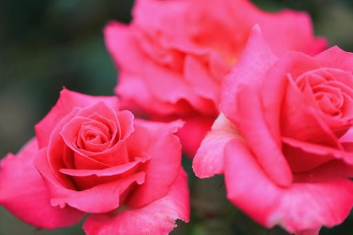 薔薇 薔薇の写真