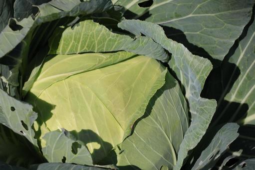 畑で栽培された緑の葉のキャベツのアップ 畑,栽培,緑の写真素材